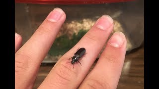 How To Keep Darkling Beetles