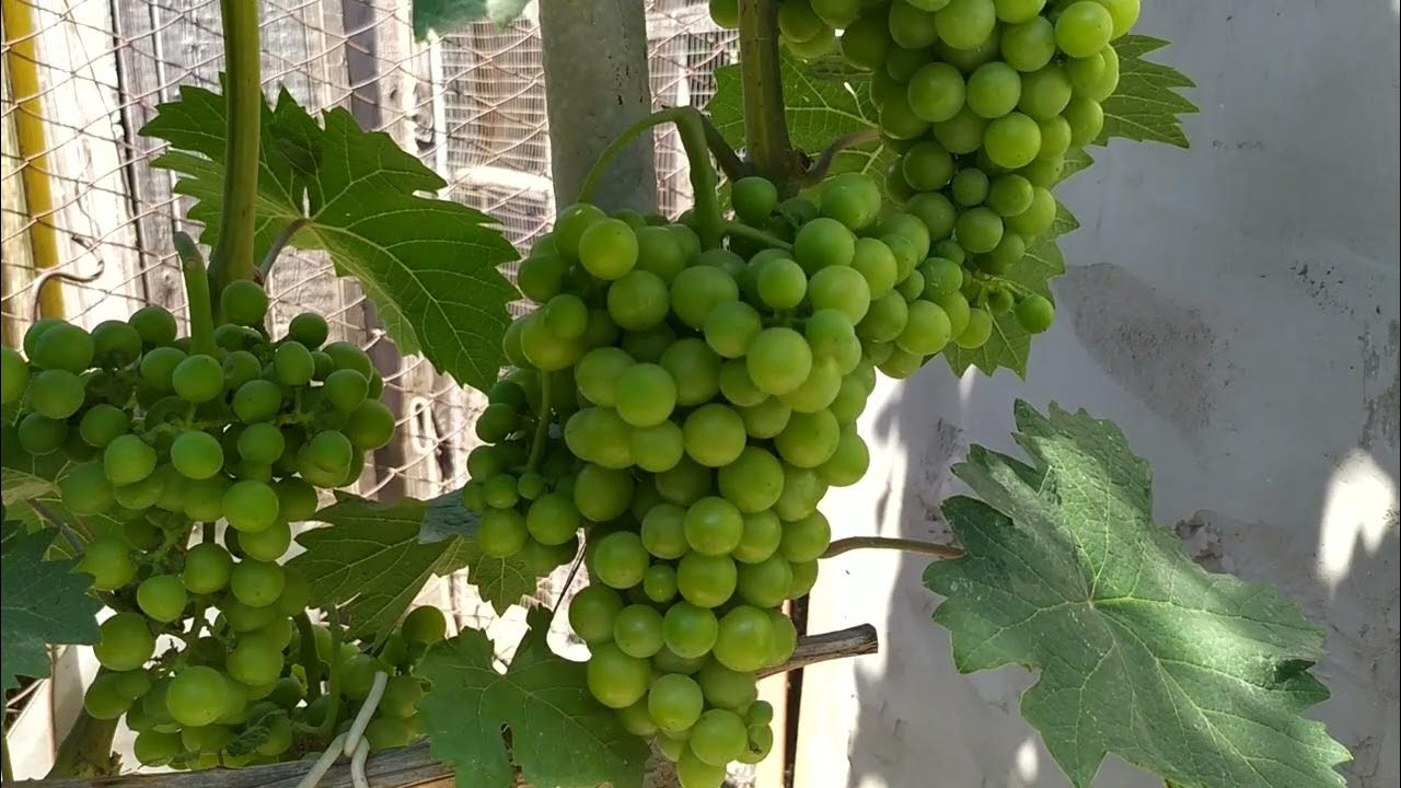 Черенки и саженцы столовых сортов винограда