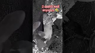 2 Saattir Kedi Arıyorum