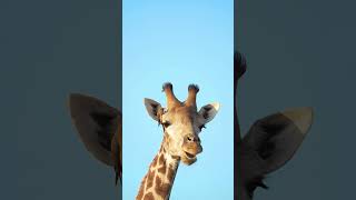 Symbiotic Relationship Between an Oxpecker and a Giraffe
