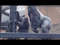 捕まったママを助けようと、父モモタロウの頭を叩く子ゴリラのキンタロウ⭐️Gorilla【京都市動物園】Kintaro hit his father to protect his mother.