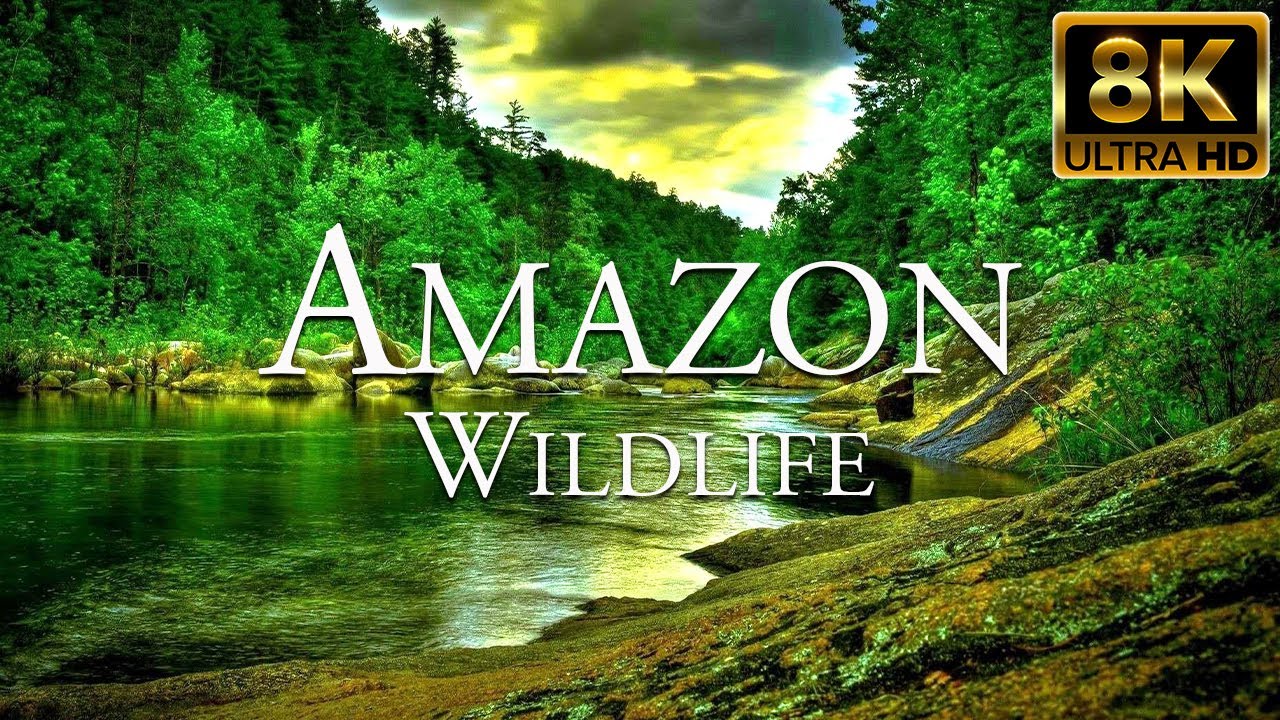 Amazon Wildlife 8K ULTRA HD  Wild Animals of Amazon Rainforest  Amazon Jungle