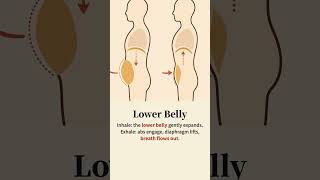 Lower Belly Breathing for Yijin Jing: Steady Breath, Steadier Movement