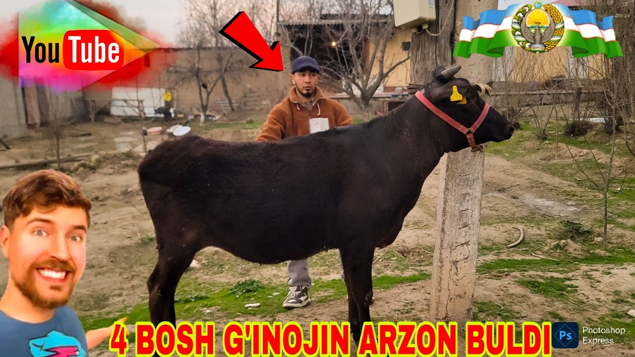 4 BOSH G'INOJIN SOTILADI ARZON BULDI  ILHOM UZ