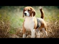 Top 10 raças de cães mais dóceis do mundo