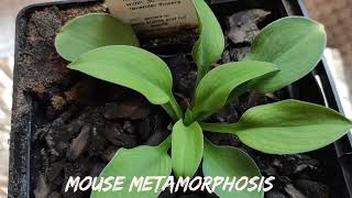 :     Mouse Metamorphosis#hosta # ## #MouseMetamorphosis
