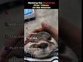 Ranking the best cute otter videos! #shorts #otter #ranking #otter #petvideos #dog #cat #viralvideo