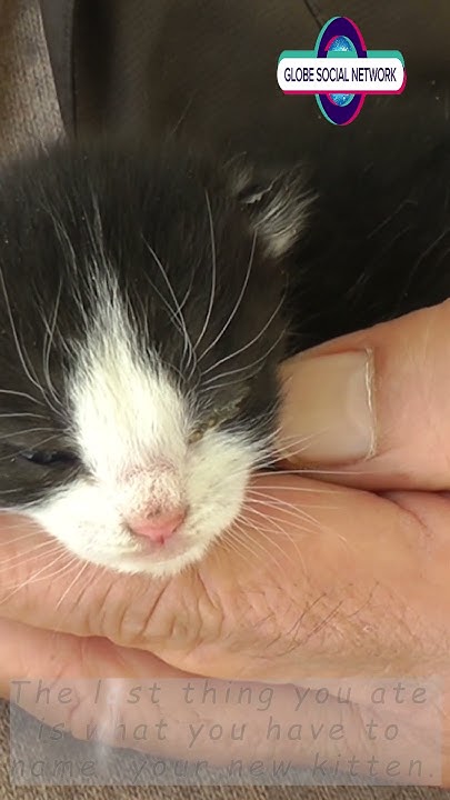 the-last-thing-you-ate-is-what-you-have-to-name-your-new-kitten-youtube