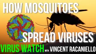 How Mosquitoes Spread Viruses