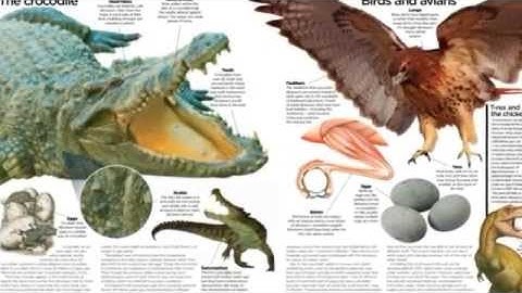 High School Biology Evolution Intro