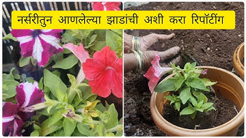 This is how you repot plants brought from the nursery || The Perfect Way Of Repotting Plants || 🪴 ♥️ 