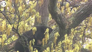 Famous WEB EXTRA Bear In Tree In MA Net Worth