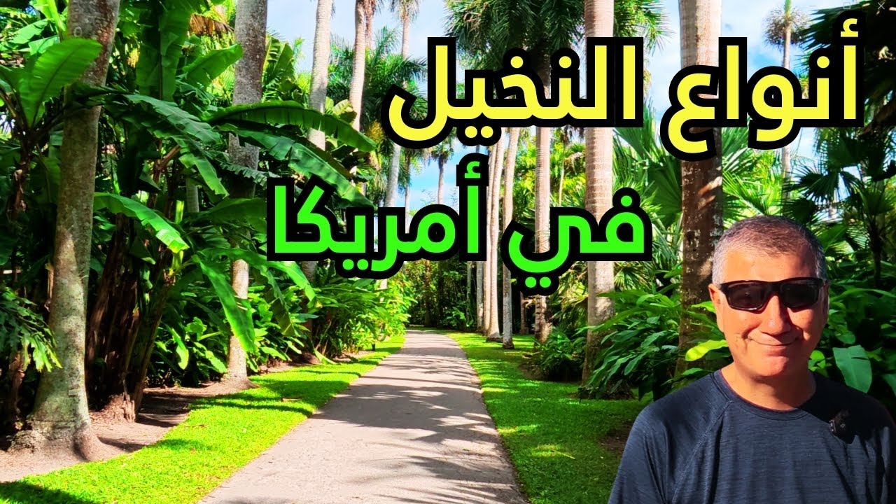 🌴 جنة النخيل في أمريكا  دليلك لأغرب وأجمل أنواع نخيل فلوريدا