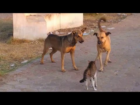 Видео: Жест жестокости собаки Убежища сделают вас счастливым криком