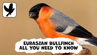 Everything You Need To Know About The Eurasian Bullfinch