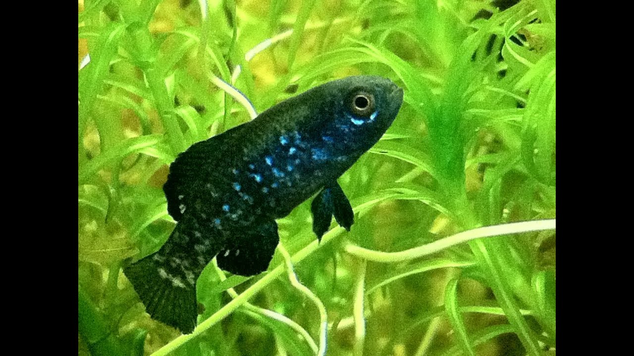 Everglades Pygmy Sunfish (Elassoma evergladei) for sale at Tyne Valley
