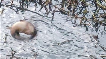 Câu cá rô đồng .câu trúng con kênh cá rô đồng, trê vàng tập trung quá nhiều .