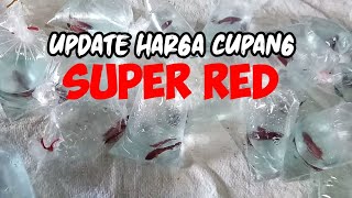 CUPANG SUPER RED - UPDATE HARGA