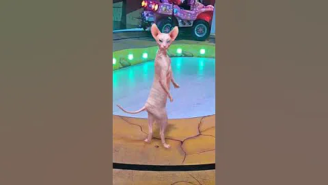 Watch the video about #sphynx #cat #funny #cute #crazycat #sphynxmoments #lol #catlover #happy #gameplay