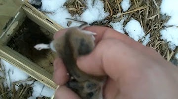 Weasel Trapping Pt. 2