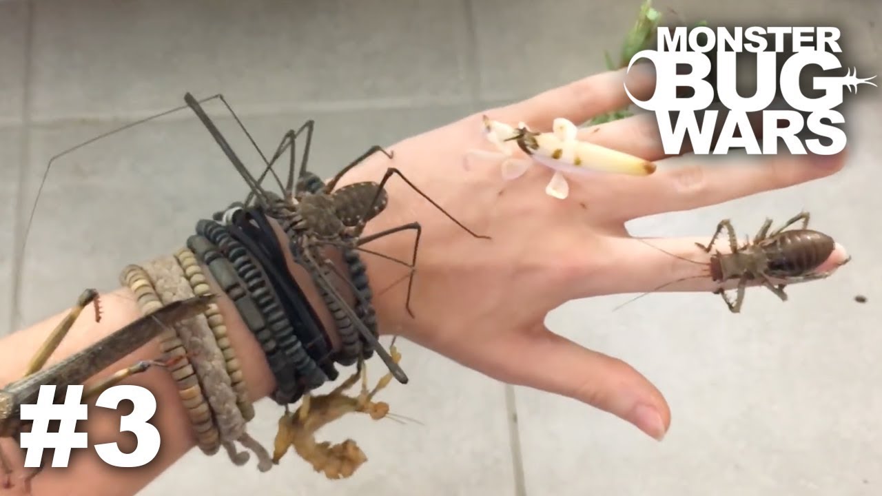 Try Not To Look Away (MONSTER BUG WARS Edition) #3