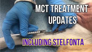 Why I’m Excited For This New Stelfonta Mast Cell Tumor Treatment Plus More Updates: VLOG 129