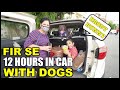 12 Hours Challenge Living in Car with Dogs  | Brody Bunny and Family | Harpreet SDC