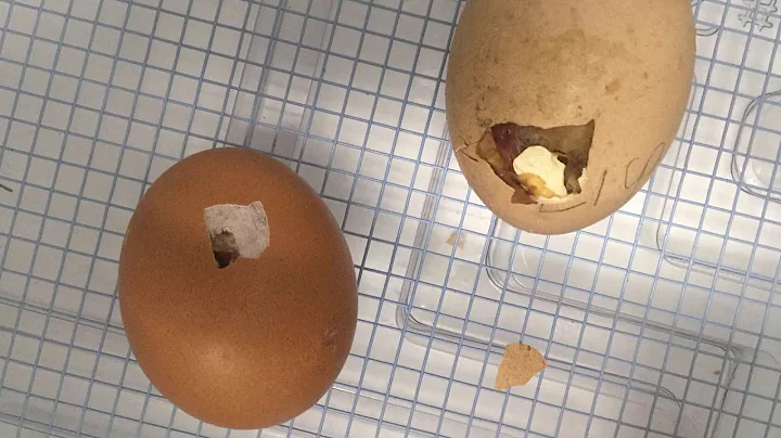 M&M Hatching