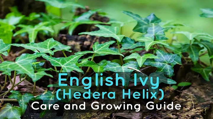 English Ivy (Hedera Helix) Care and Growing Guide