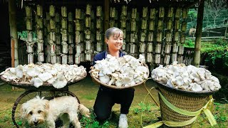Harvesting Oyster Mushroom Goes To Market Sell - Cook Food For Pig & Duck | Phuong Daily Harvesting