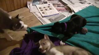 Husky Puppy Gives Great Dane Puppy a Blanket Ride! by AnimalHouseforReal 1,085 views 5 years ago 47 seconds