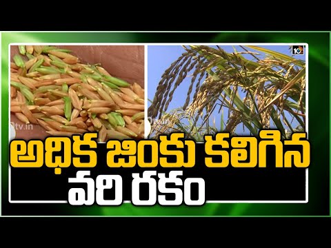 అధిక జింకు కలిగిన వరి రకం DRR Dhan 45: Senior Agri Scientist Subbarao I Matti Manishi I 10TV News