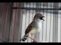 Suara Burung Ciblek Semi Gacor Full Nembak Mp3 - Mp4 Download