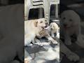 Labrador puppies available in kerala #shorts