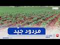 معسكر توقعات بانتاج وفير في مادة البطاطا الموسمية و البصل
