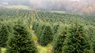 Wishon Evergreens: Steady Growth In Alleghany County