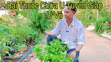 3 Bài Thuốc Điều Trị U Tuyến Giáp U Vú Lành Tính Cực Kỳ Hiệu Quả