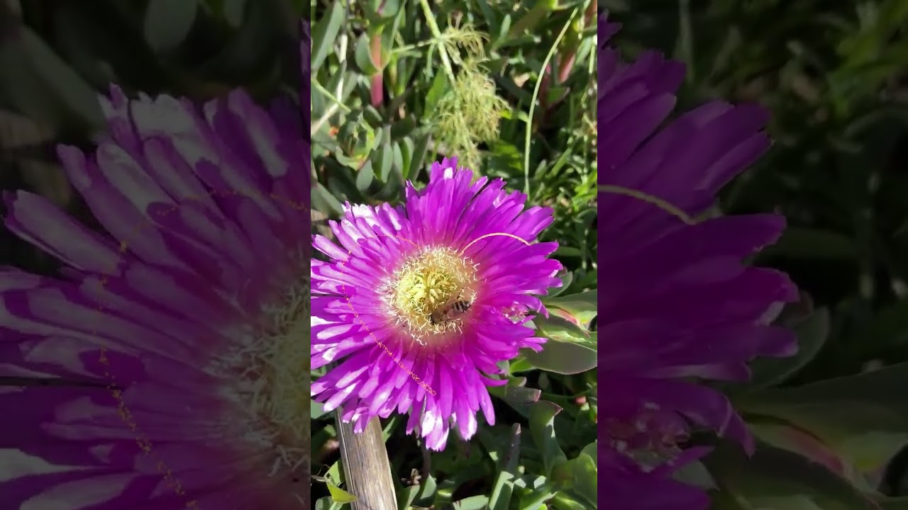 Native flora: Pigace flower