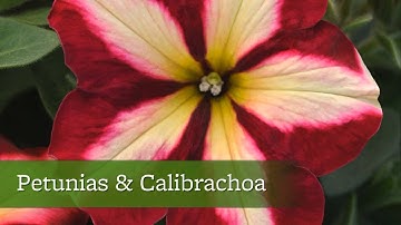 The Best Flowers for Hanging Baskets