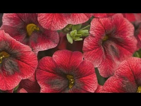 Video: Hangmandplanten: de beste bloemen voor hangmanden