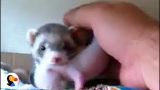 Ferret Mom Is SO PROUD Of Her Babies | The Dodo