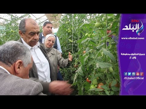 صدي البلد وزير الزراعة يطلق المشروع القومي لإنتاج تقاوي الخضروات والفاكهة من الشرقية