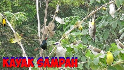 Grimis" Nekat Mikat Trucukan Di Batang Seri Bonus Banyak
