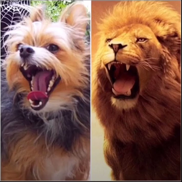 Dog vs. Lion King - Florapompomdog
