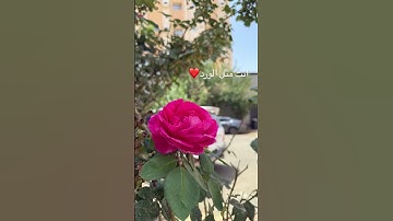 اكتب شيء تؤجر عليه🍂 #سورة_المؤمنون #لايك