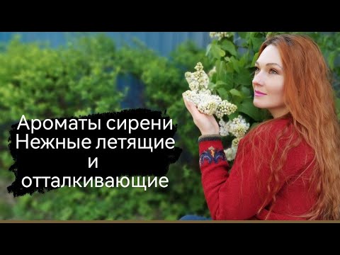 Ароматы с нотой сирени. Нежные, лёгкие, летящие весенние и те от ...