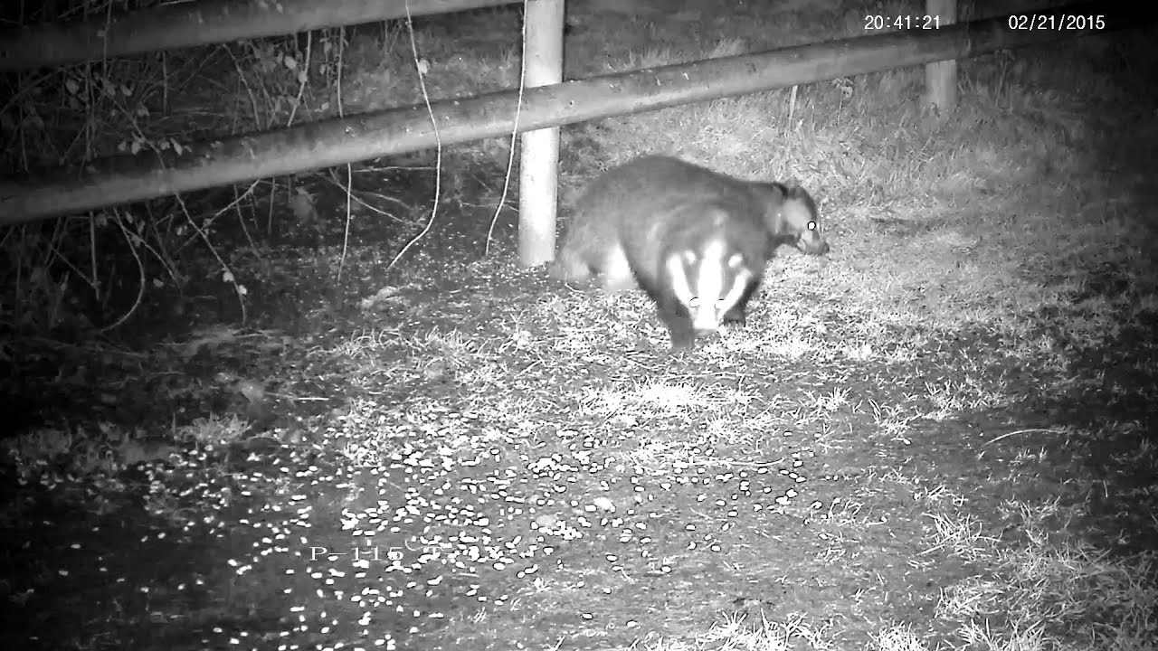badger animal habitat Jumpy submissive badger being told off !