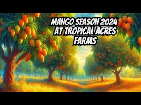 Growing Mangos Questions and Mango Season Preview 2024 at Tropical Acres Farms