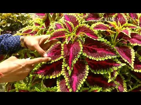 Coleus Cuttings Made