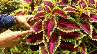 Coleus Cuttings Made Easy